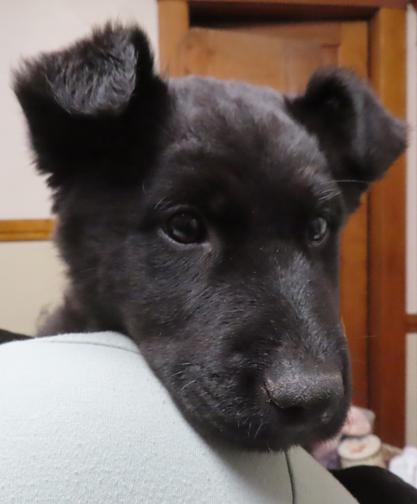 Enlarge Doswell, a ADOPTABLE mixed breed in Saint Paul, MN image 3/5