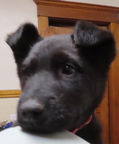 Enlarge Doswell, a ADOPTABLE mixed breed in Saint Paul, MN image 1/5