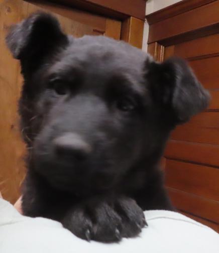 Enlarge Doswell, a ADOPTABLE mixed breed in Saint Paul, MN image 2/5