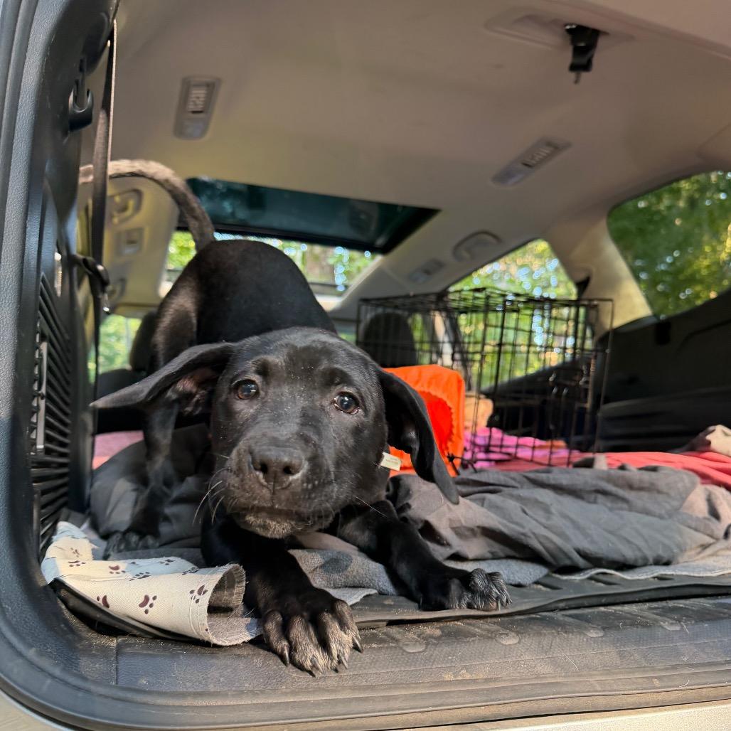 Wenonah, Adoptable, Puppy Female Border Collie & Mixed Breed.