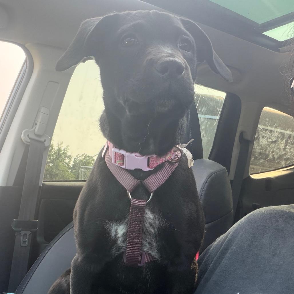 Enlarge Wenonah, a Adoptable mixed breed in Brainerd, MN image 2/6