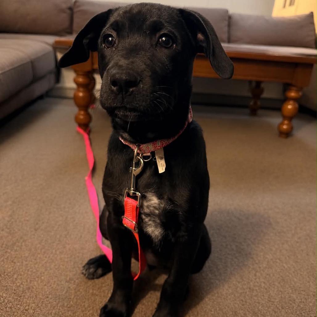 Enlarge Wenonah, a Adoptable mixed breed in Brainerd, MN image 4/6
