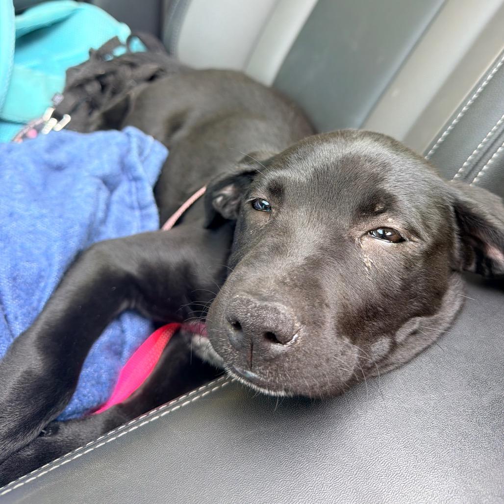 Enlarge Wenonah, a Adoptable mixed breed in Brainerd, MN image 5/6