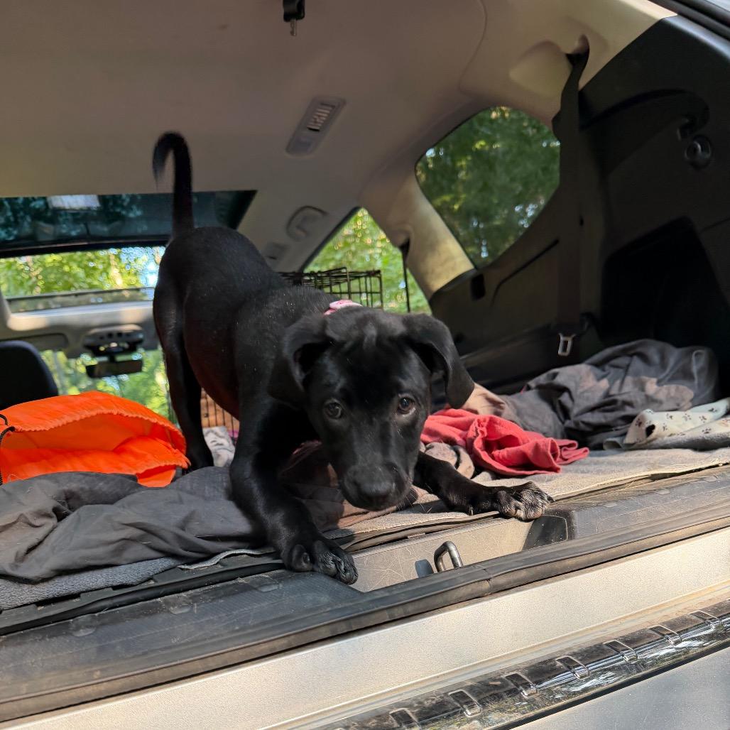 Enlarge Wenonah, a Adoptable mixed breed in Brainerd, MN image 6/6