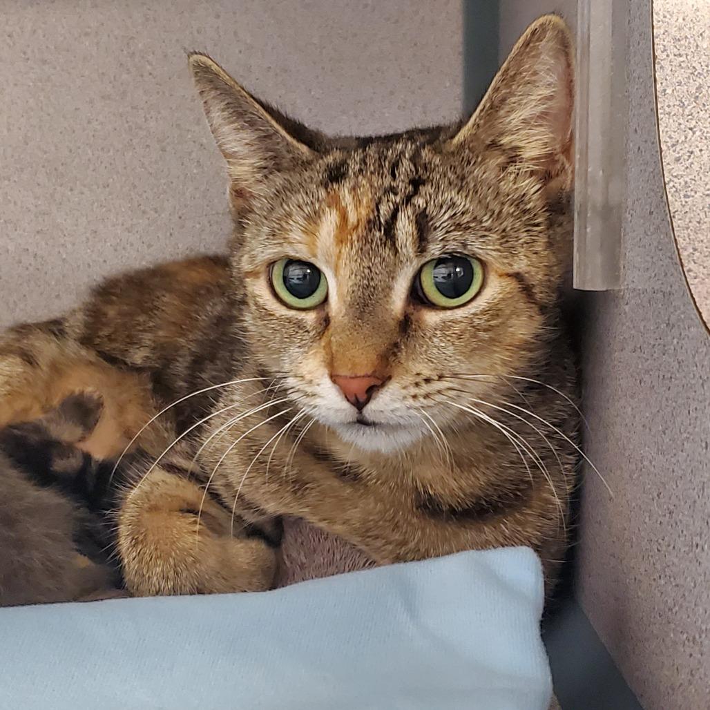 Enlarge Syl, a Adoptable Domestic Short Hair in Port Charlotte, FL image 1/1