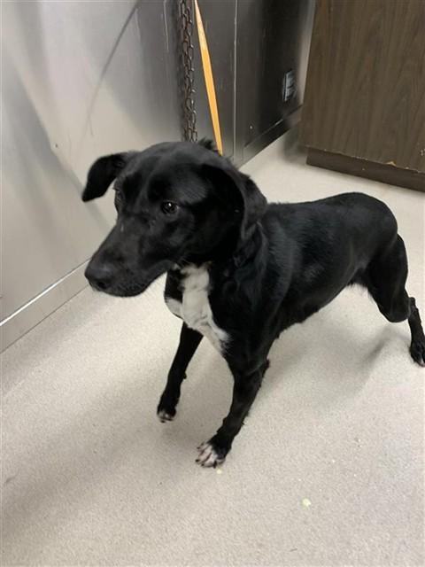 Enlarge LILO, a Adoptable mixed breed in Fairbanks, AK image 1/1