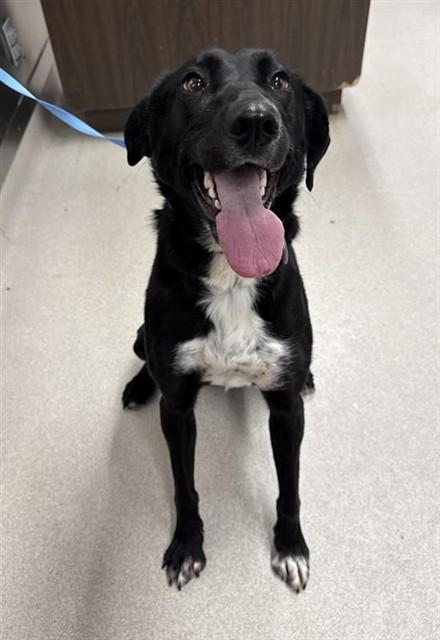 LILO, Adoptable, Adult Female Husky & Pointer.