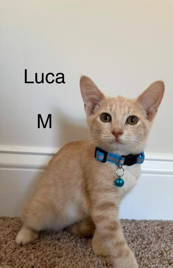 Luca, Adoptable, Kitten Male Domestic Short Hair.