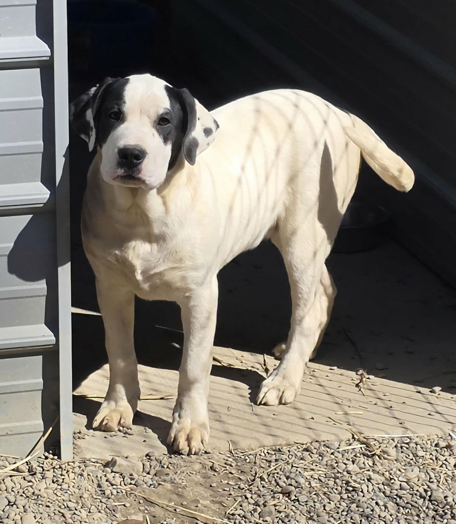 Pedro, Adoptable, Puppy Female Saint Bernard & Terrier.