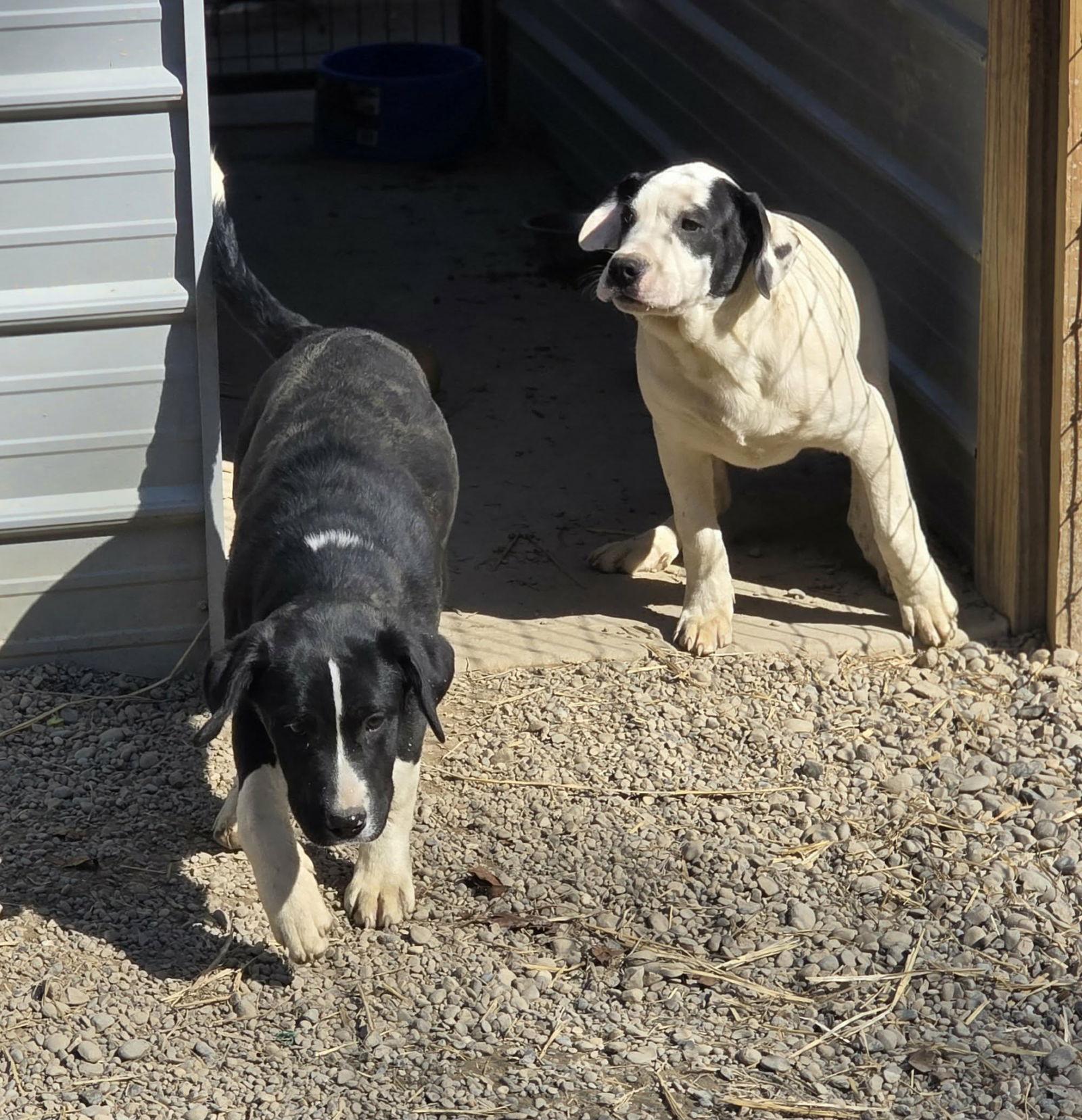 Enlarge Pedro, a Adoptable mixed breed in Woodsfield, OH image 2/3