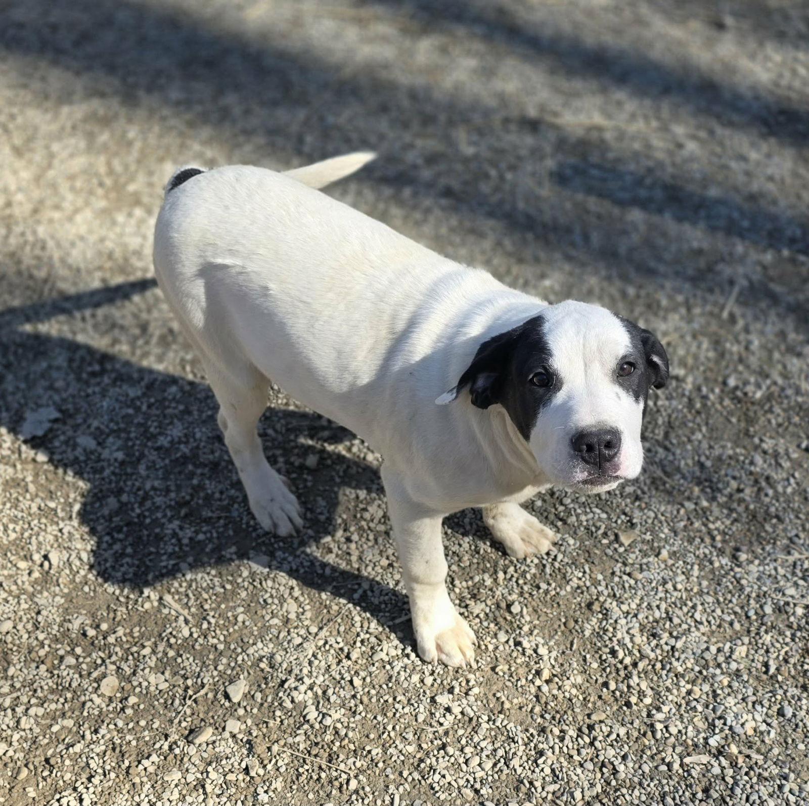 Enlarge Pedro, a Adoptable mixed breed in Woodsfield, OH image 3/3
