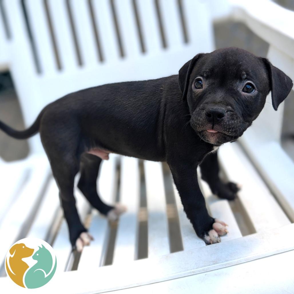Siete, Adoptable, Puppy Male Pit Bull Terrier.