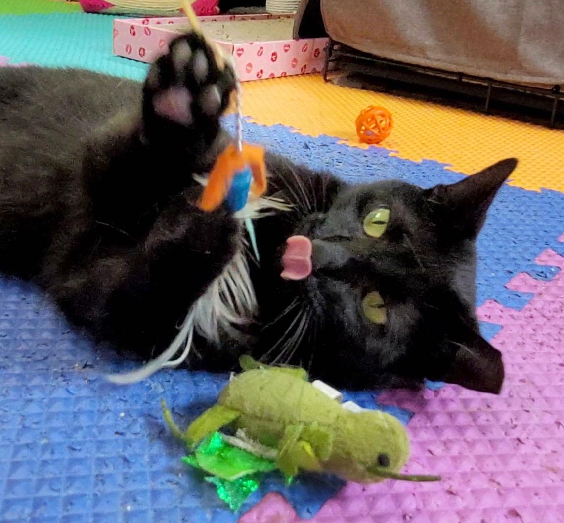 Enlarge Truffle #easy-going-easy-care-easy-to-love, a Adopted mixed breed in Houston, TX image 1/3