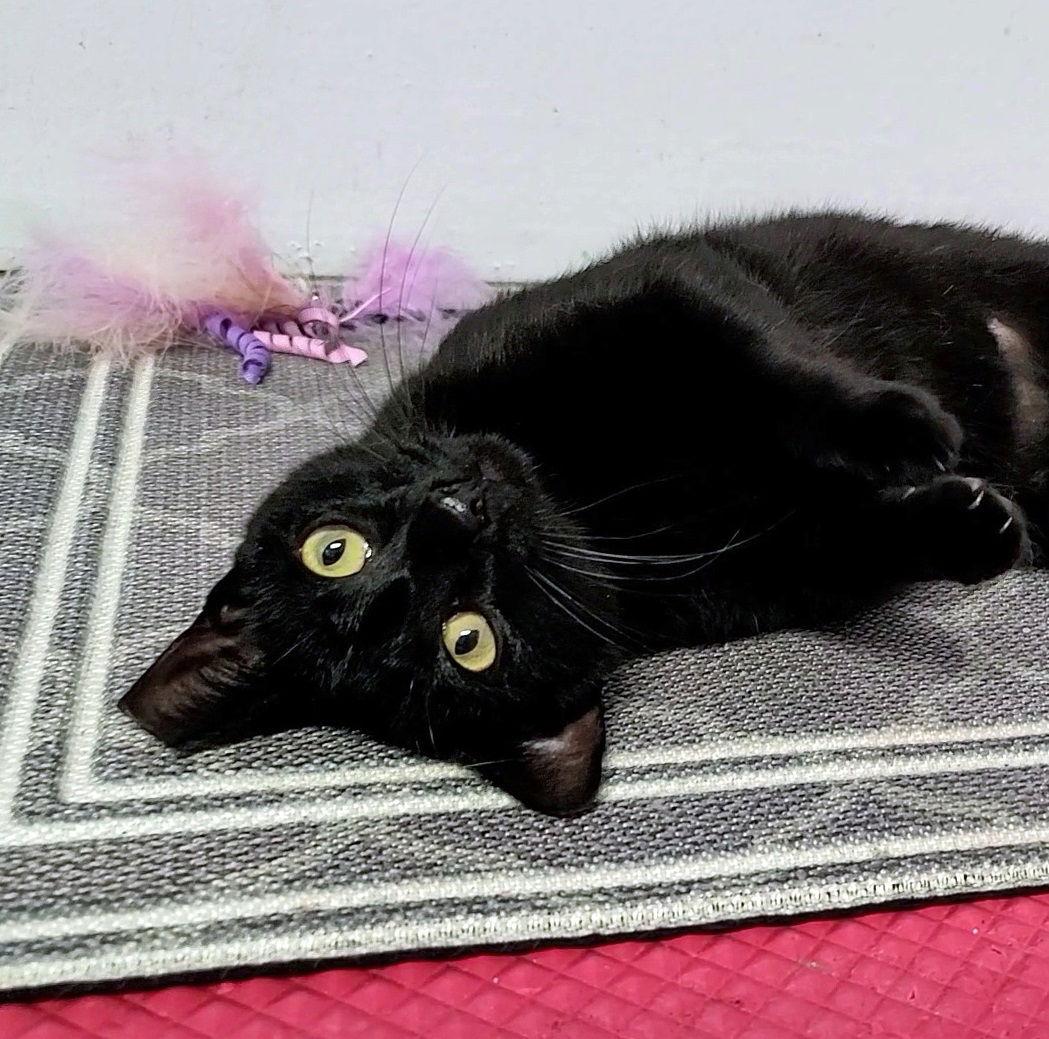 Enlarge Truffle #easy-going-easy-care-easy-to-love, a Adopted mixed breed in Houston, TX image 2/3