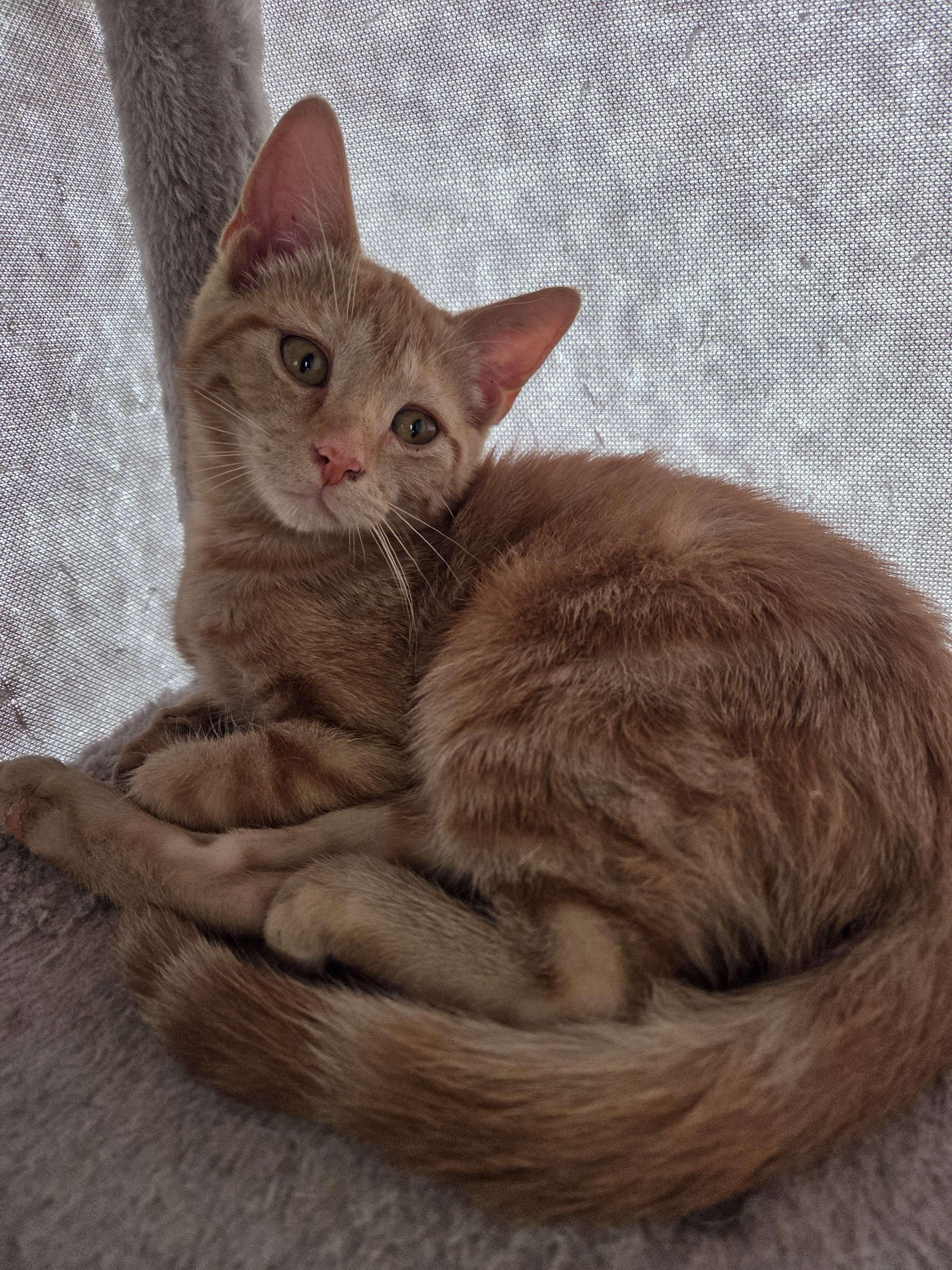 Ginger Snap - Private Investigator