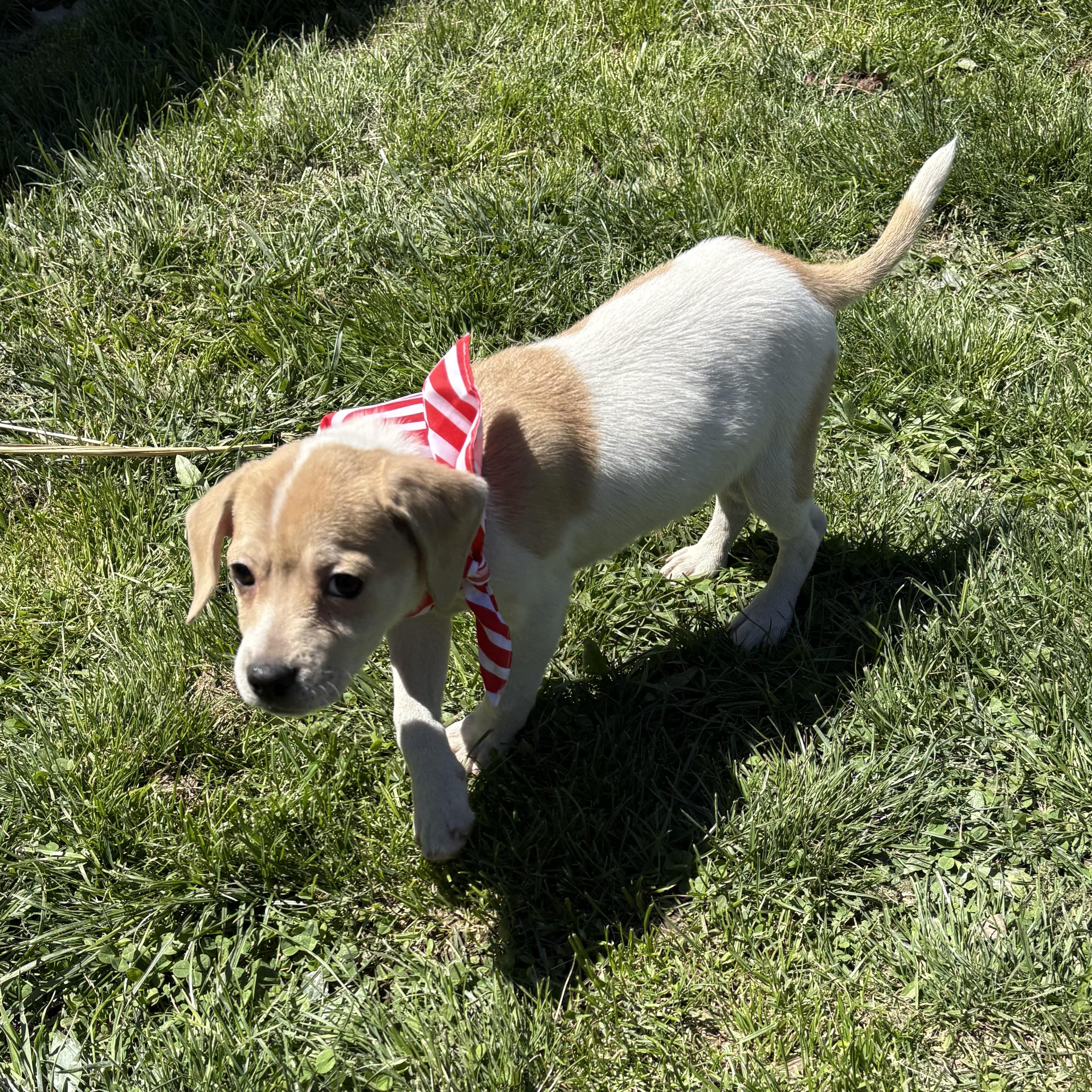 Enlarge Johnny, a ADOPTABLE mixed breed in Abington, PA image 2/4