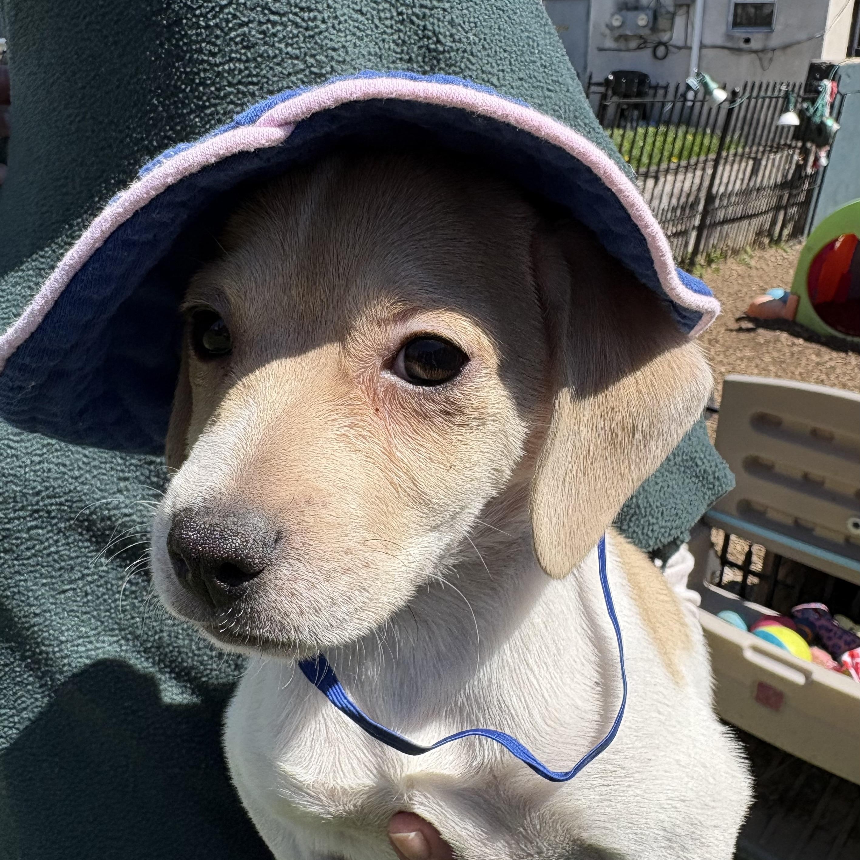 Enlarge Johnny, a ADOPTABLE mixed breed in Abington, PA image 3/4