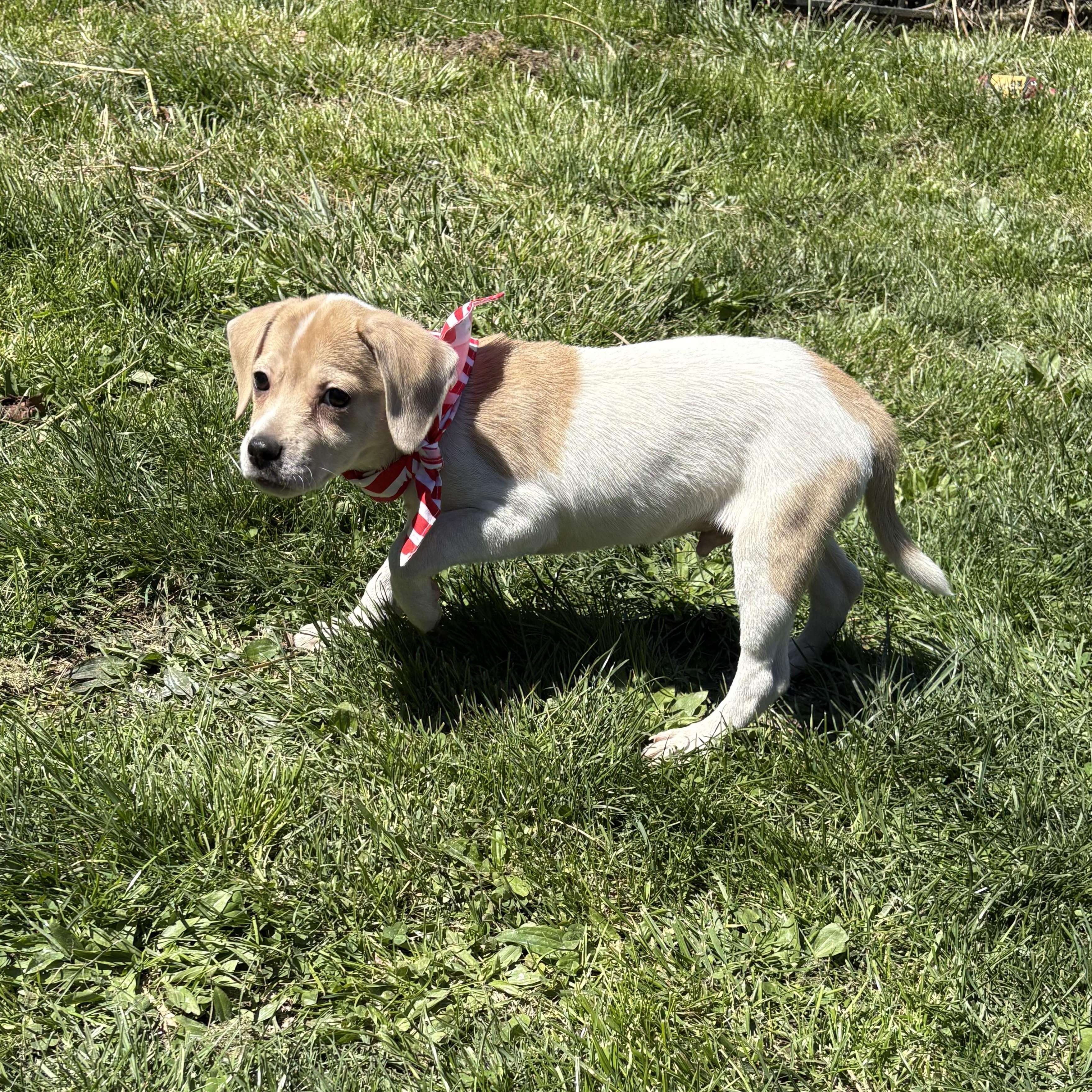 Enlarge Johnny, a ADOPTABLE mixed breed in Abington, PA image 4/4
