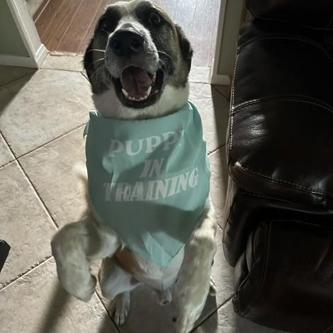 Enlarge Barnaby Jones, a Adoptable mixed breed in Denton, TX image 3/6
