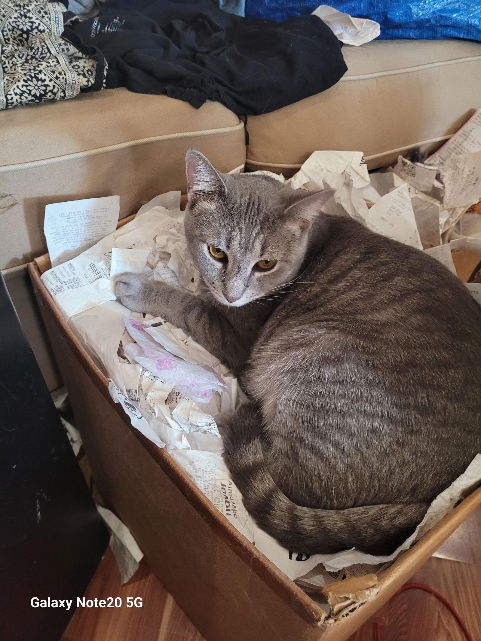 Kinsey, Adoptable, Adult Female Domestic Short Hair & Tabby.