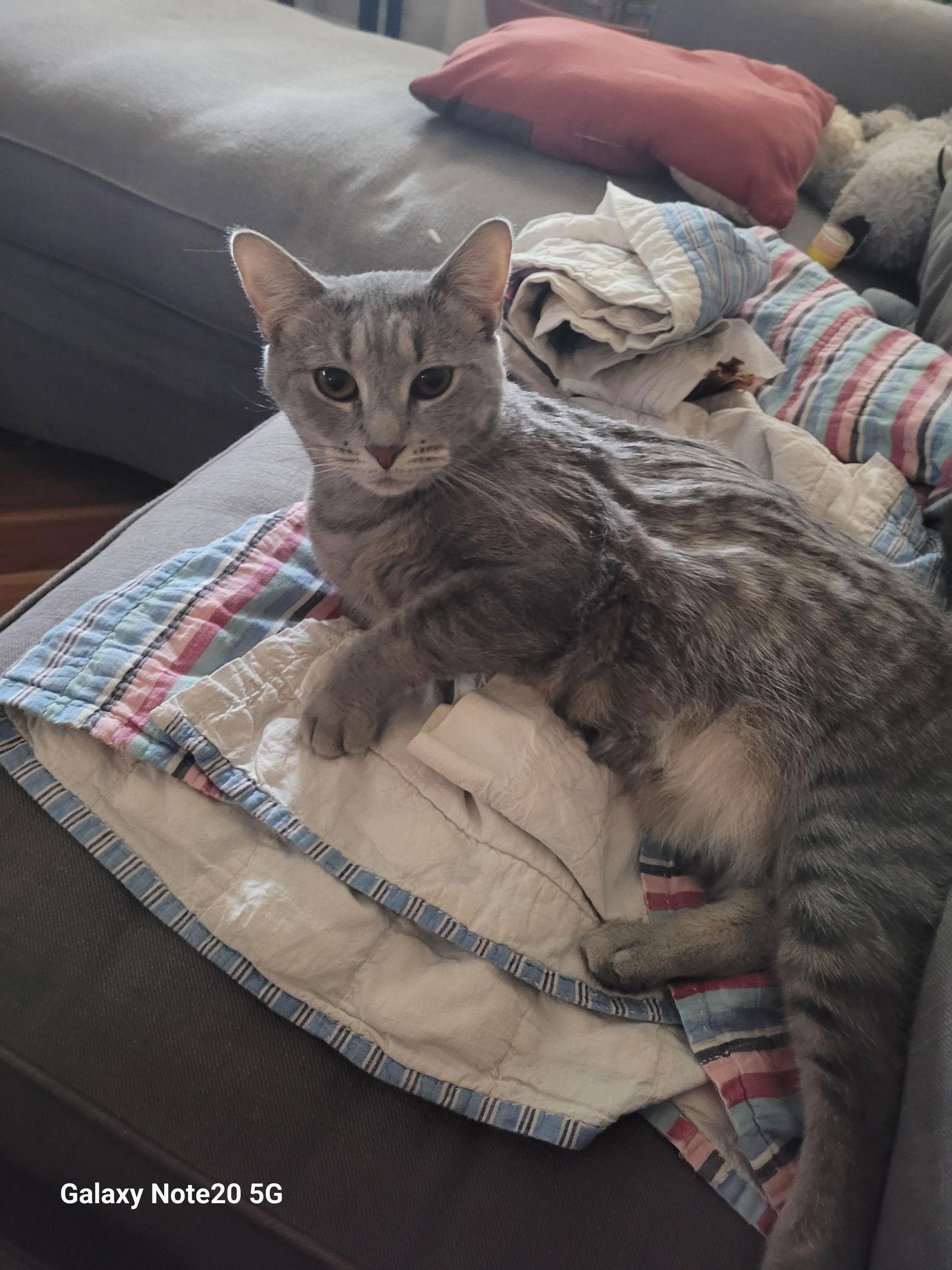 Enlarge Kinsey, a Adoptable mixed breed in Philadelphia, PA image 2/3