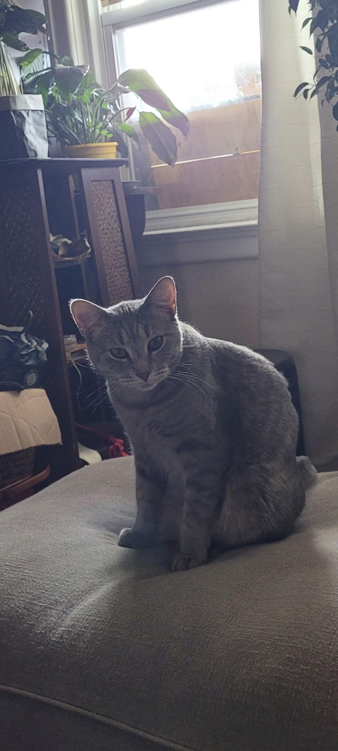 Enlarge Kinsey, a Adoptable mixed breed in Philadelphia, PA image 3/3