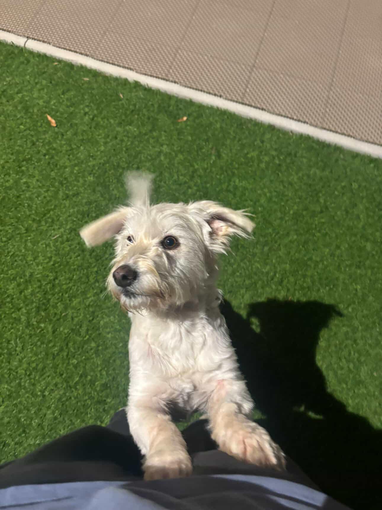 Enlarge Fiona, an adopted mixed breed in San Diego, CA image 1/6