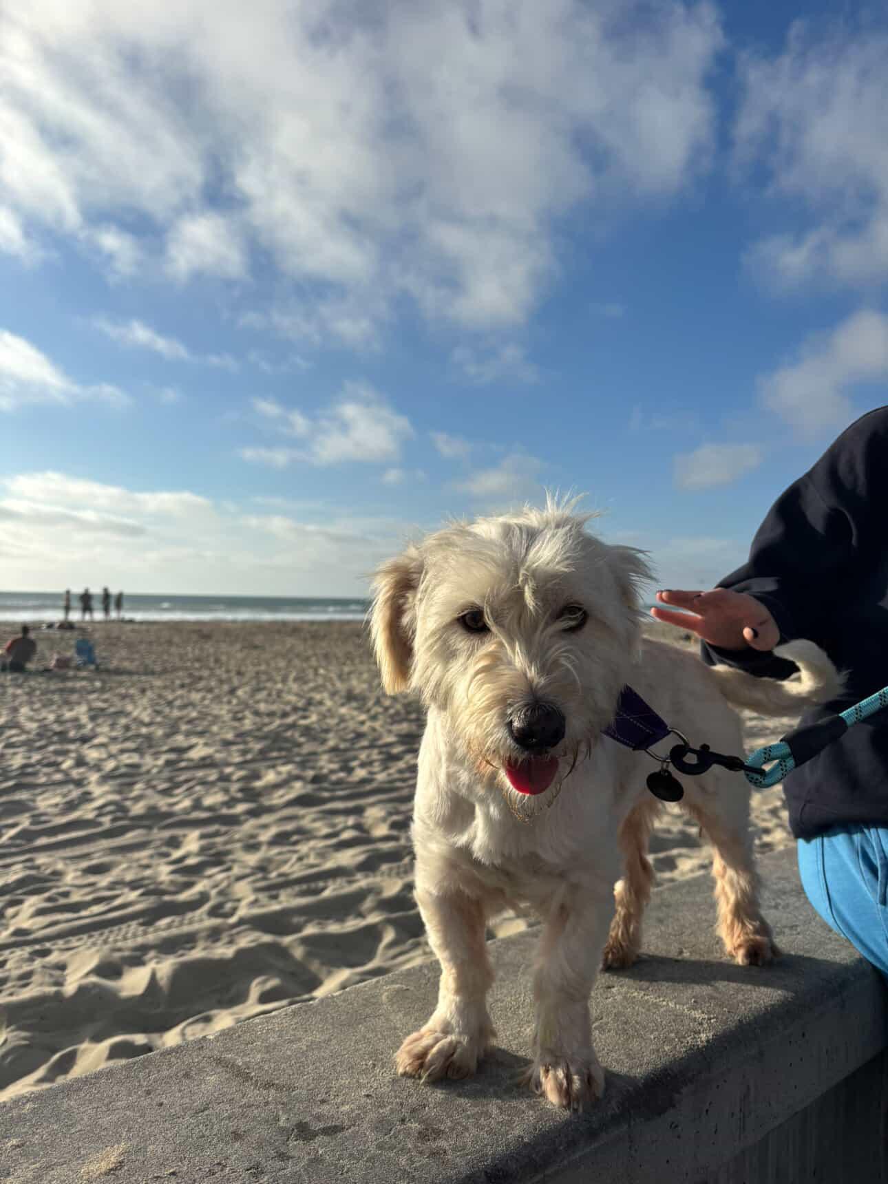 Fiona, adopted, Young Female Maltese & Maltipoo.