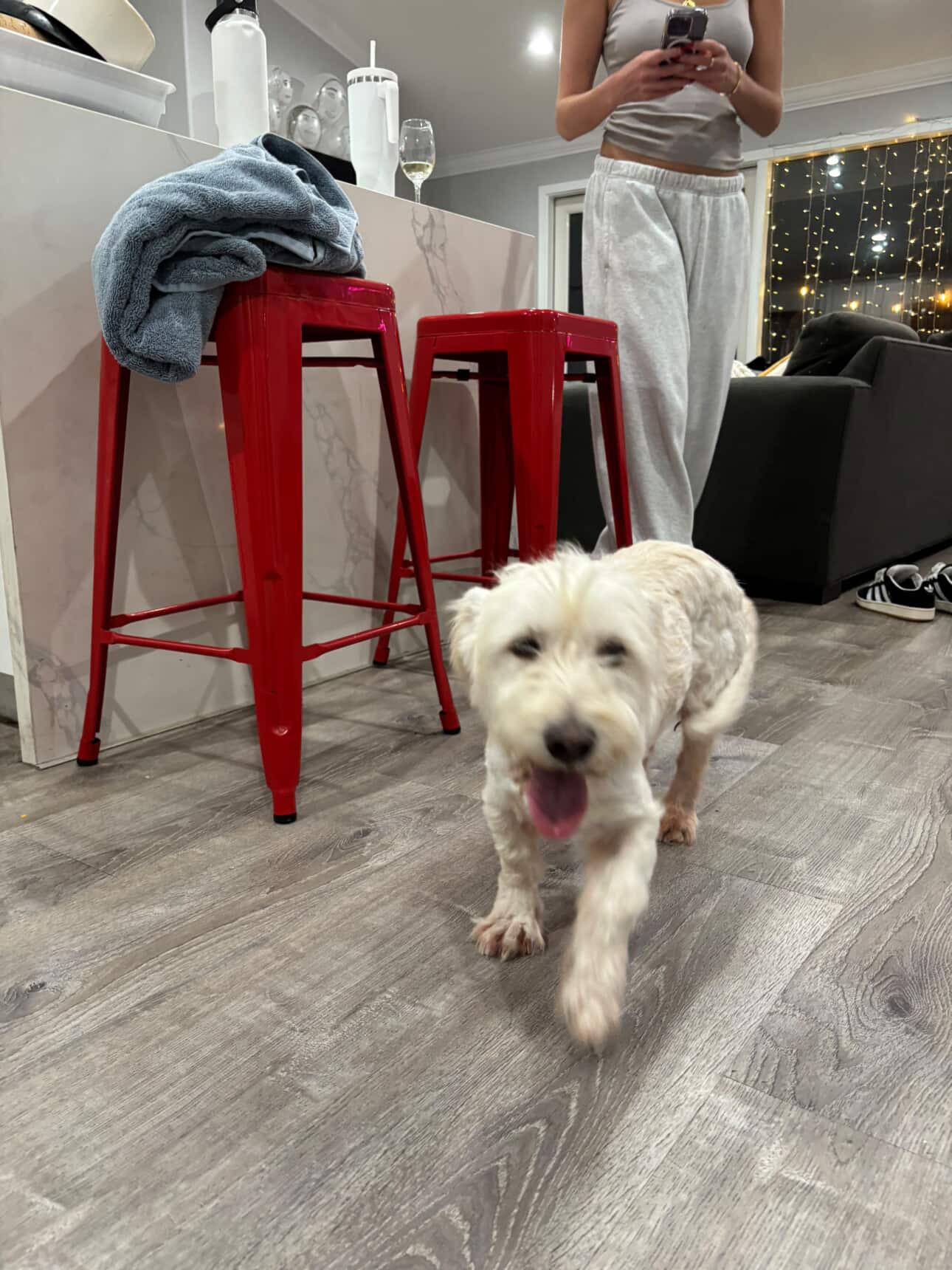 Enlarge Fiona, an adopted mixed breed in San Diego, CA image 6/6