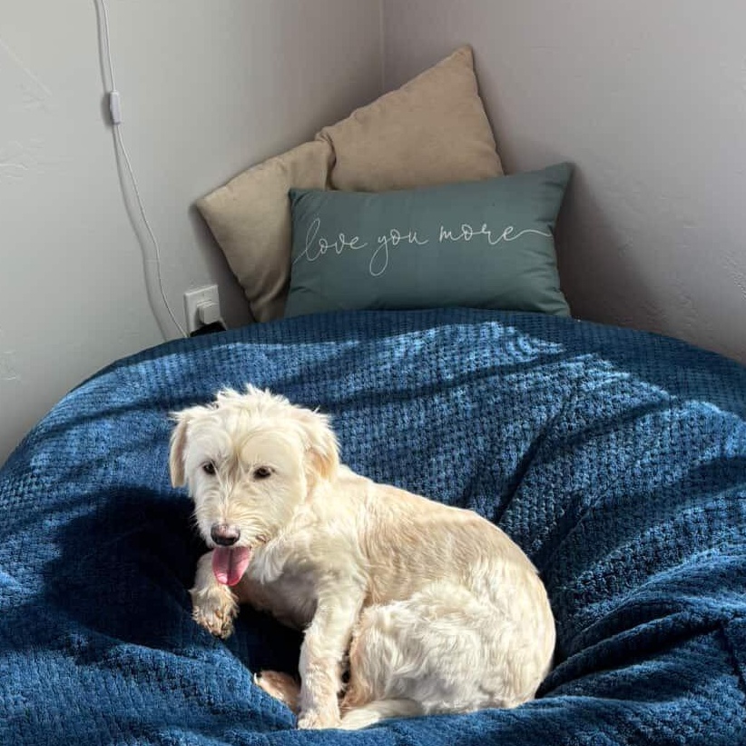 Enlarge Fiona, an adopted mixed breed in San Diego, CA image 5/6