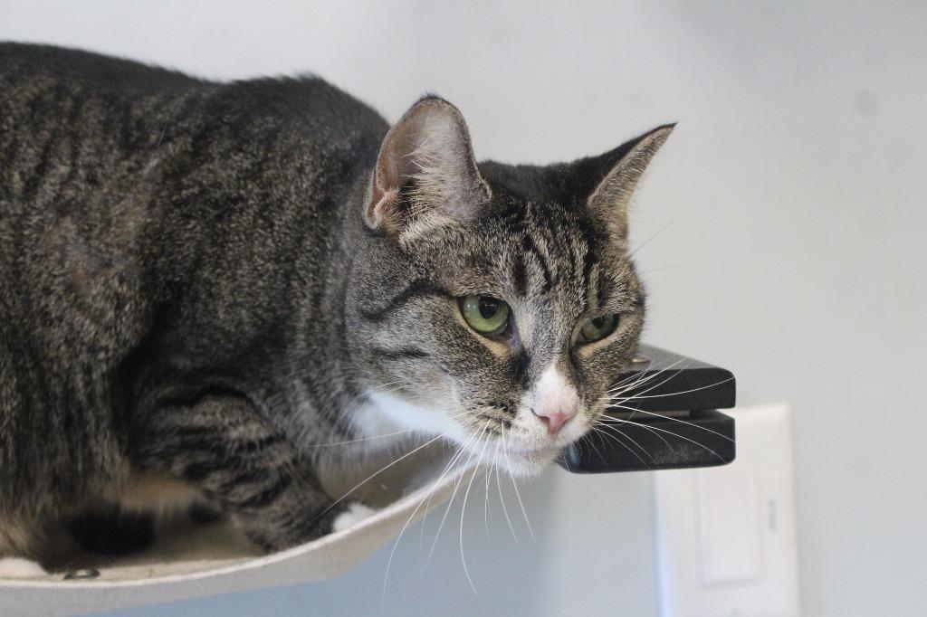 Enlarge Bluster, a Adoptable Domestic Short Hair in Chestertown, MD image 2/4