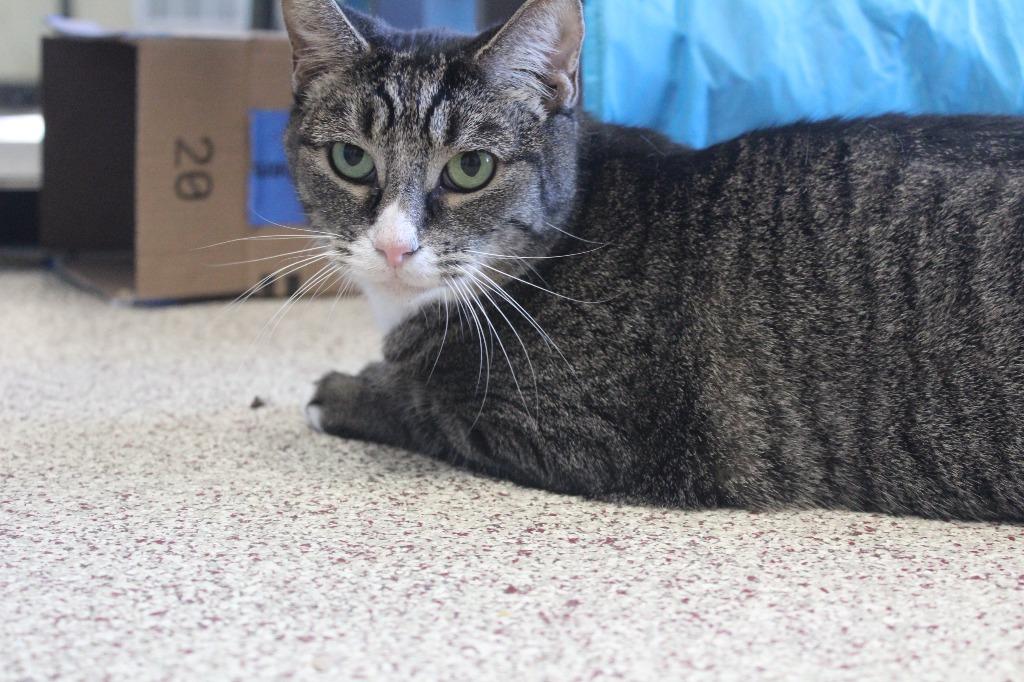Enlarge Bluster, a Adoptable Domestic Short Hair in Chestertown, MD image 3/4