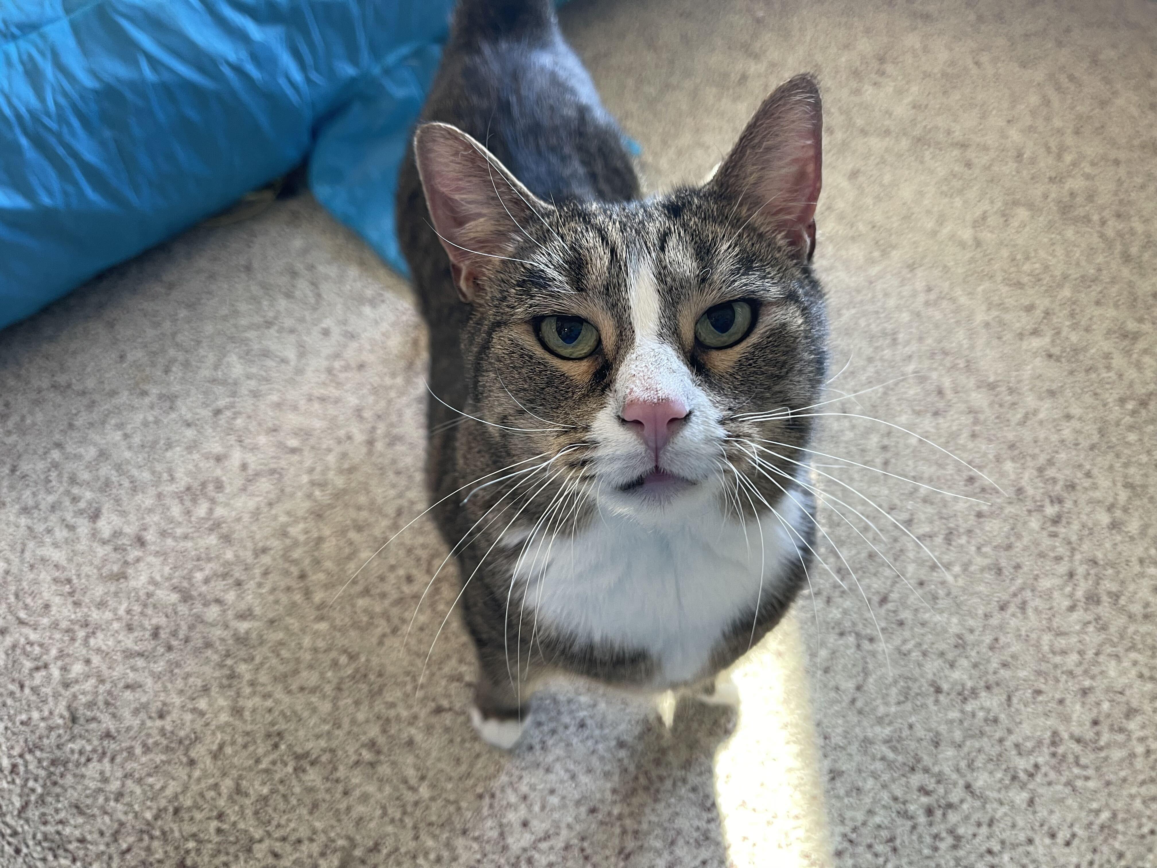 Enlarge Bluster, a Adoptable Domestic Short Hair in Chestertown, MD image 1/4