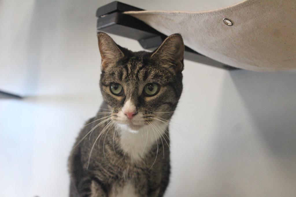 Enlarge Bluster, a Adoptable Domestic Short Hair in Chestertown, MD image 4/4