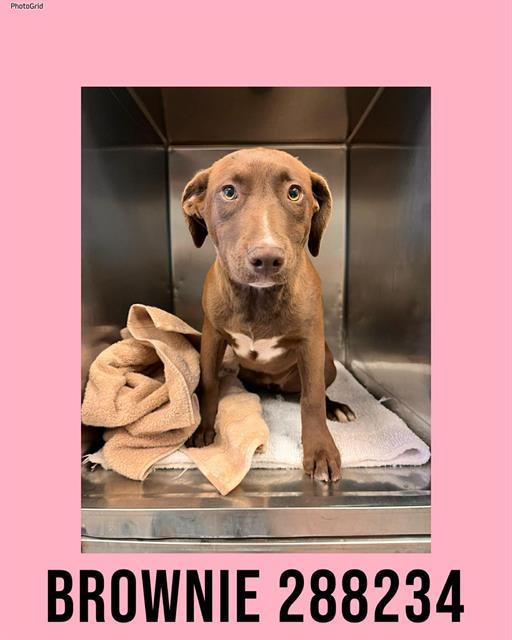 Enlarge BROWNIE, a Adoptable Mixed Breed in Macon, GA image 1/1