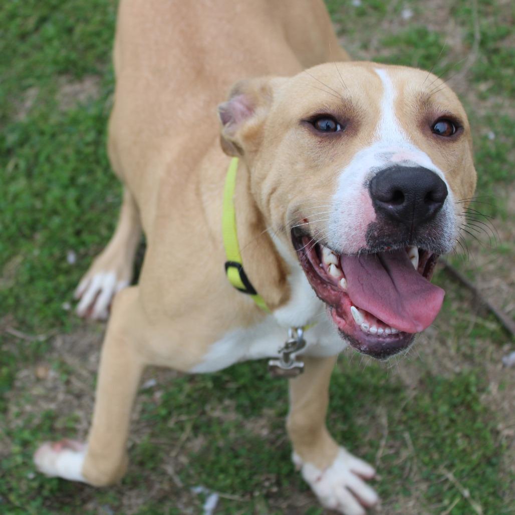 Enlarge Brennan, a Adoptable mixed breed in Hattiesburg, MS image 3/6