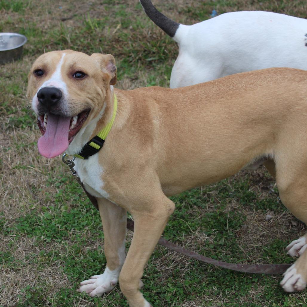 Enlarge Brennan, a Adoptable mixed breed in Hattiesburg, MS image 4/6