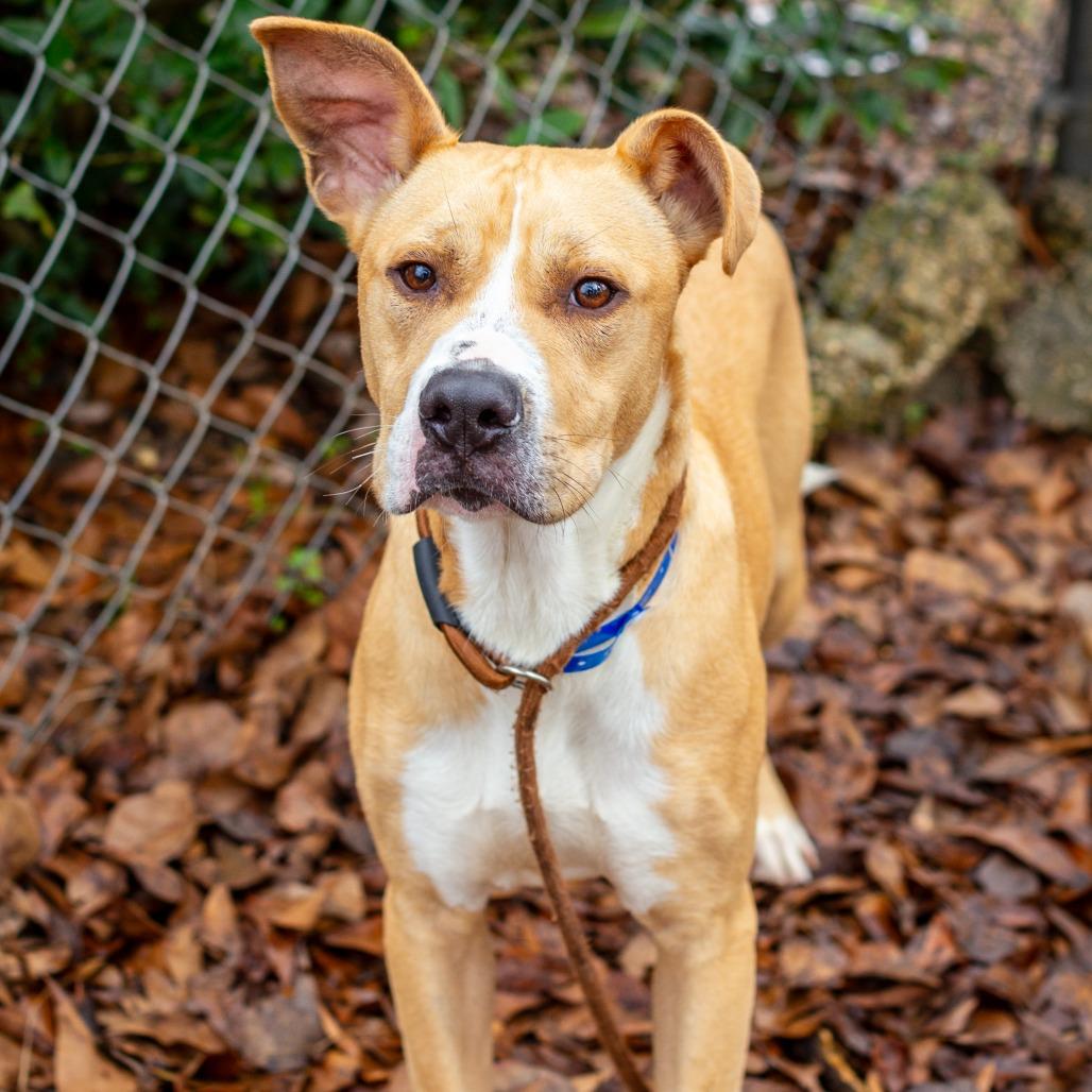 Enlarge Brennan, a Adoptable mixed breed in Hattiesburg, MS image 5/6