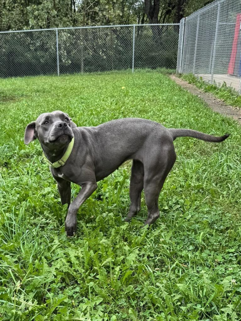 Bianca (Violet), Adoptable, Young Female Cane Corso & Mixed Breed.