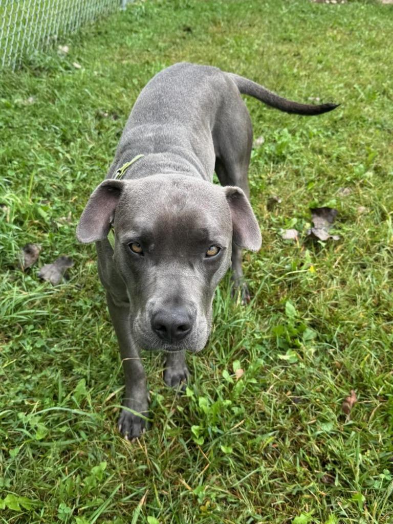 Enlarge Bianca (Violet), a Adoptable mixed breed in Angola, IN image 2/2