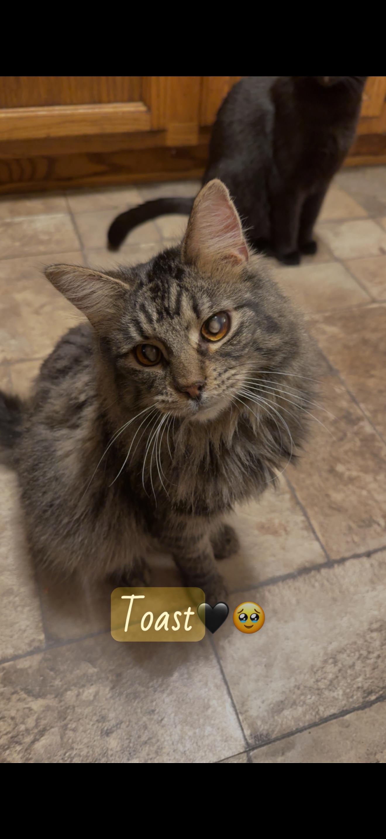 Toast, a Adoptable mixed breed in Massillon, OH image 1/2