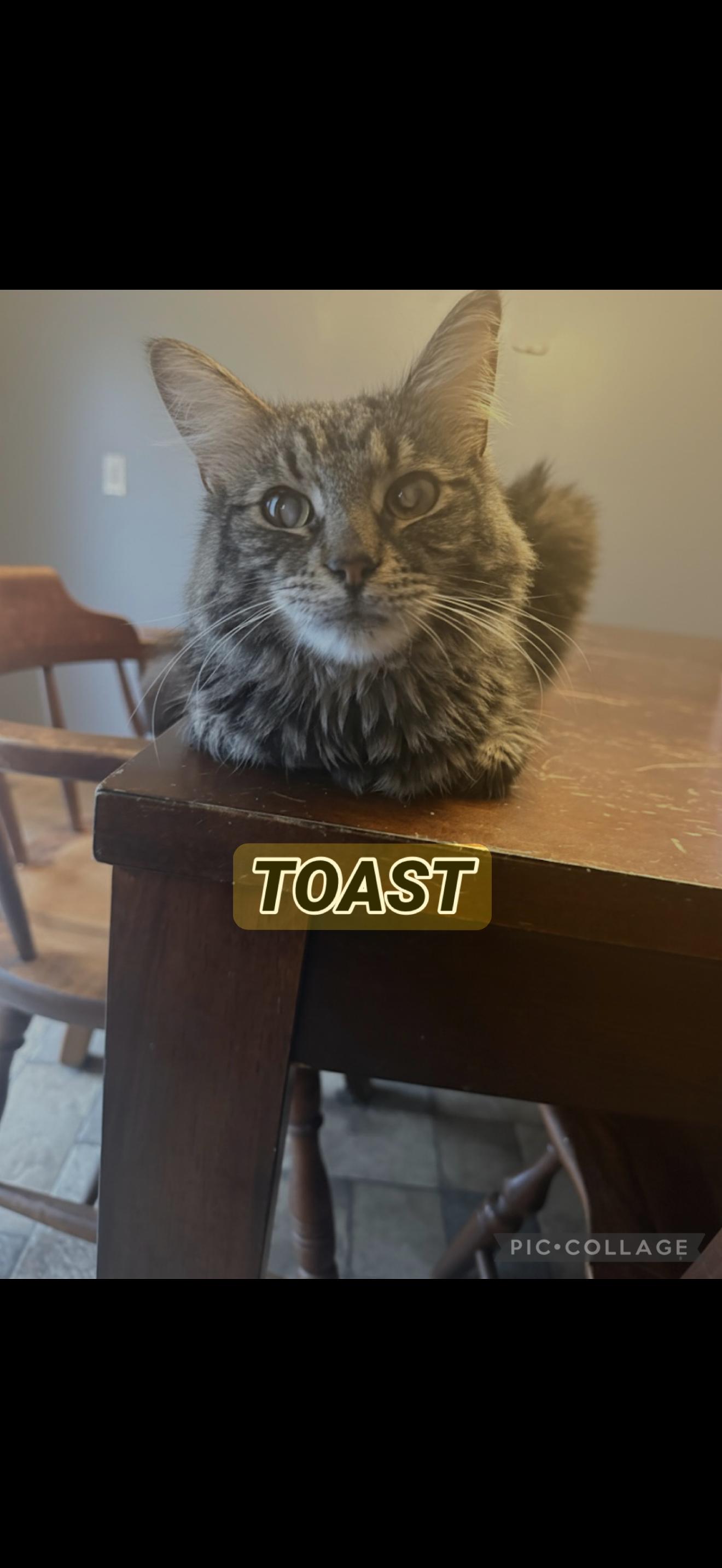 Toast, a Adoptable mixed breed in Massillon, OH image 2/2