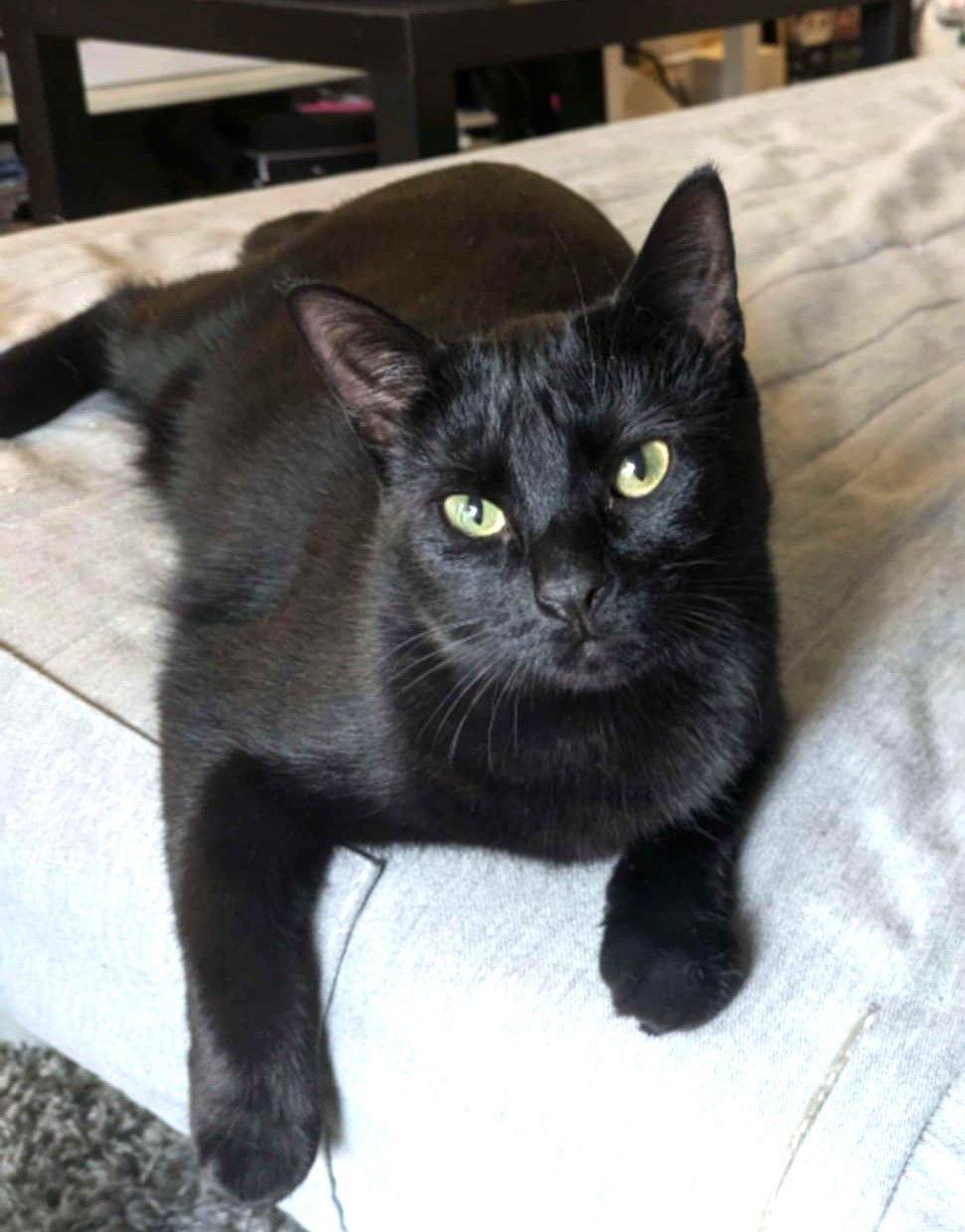 Hollie, Adoptable, Adult Female Domestic Short Hair.