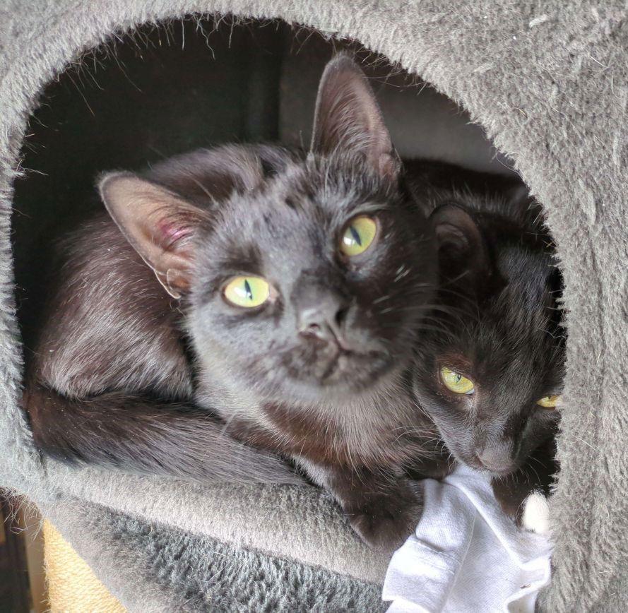 Enlarge Hollie, a Adoptable Domestic Short Hair in Trenton, NJ image 2/3