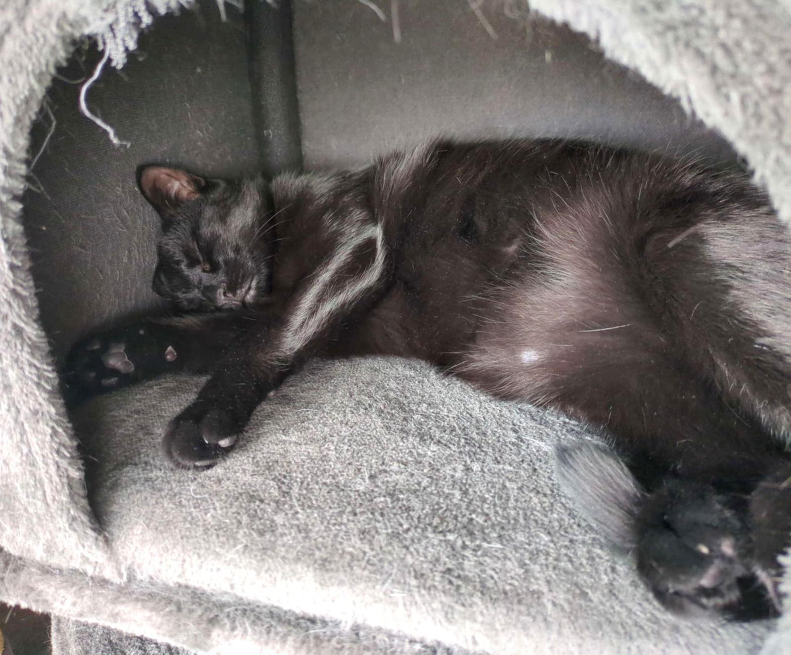 Enlarge Hollie, a Adopted Domestic Short Hair in Trenton, NJ image 4/6