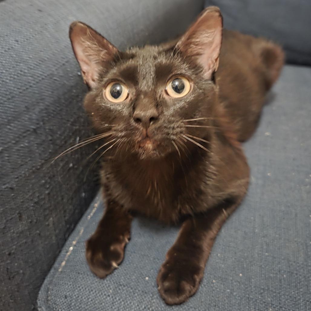 Bagheera photo