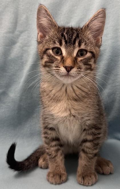 Enlarge Maple, an adopted Domestic Short Hair in Buffalo, MN image 1/1