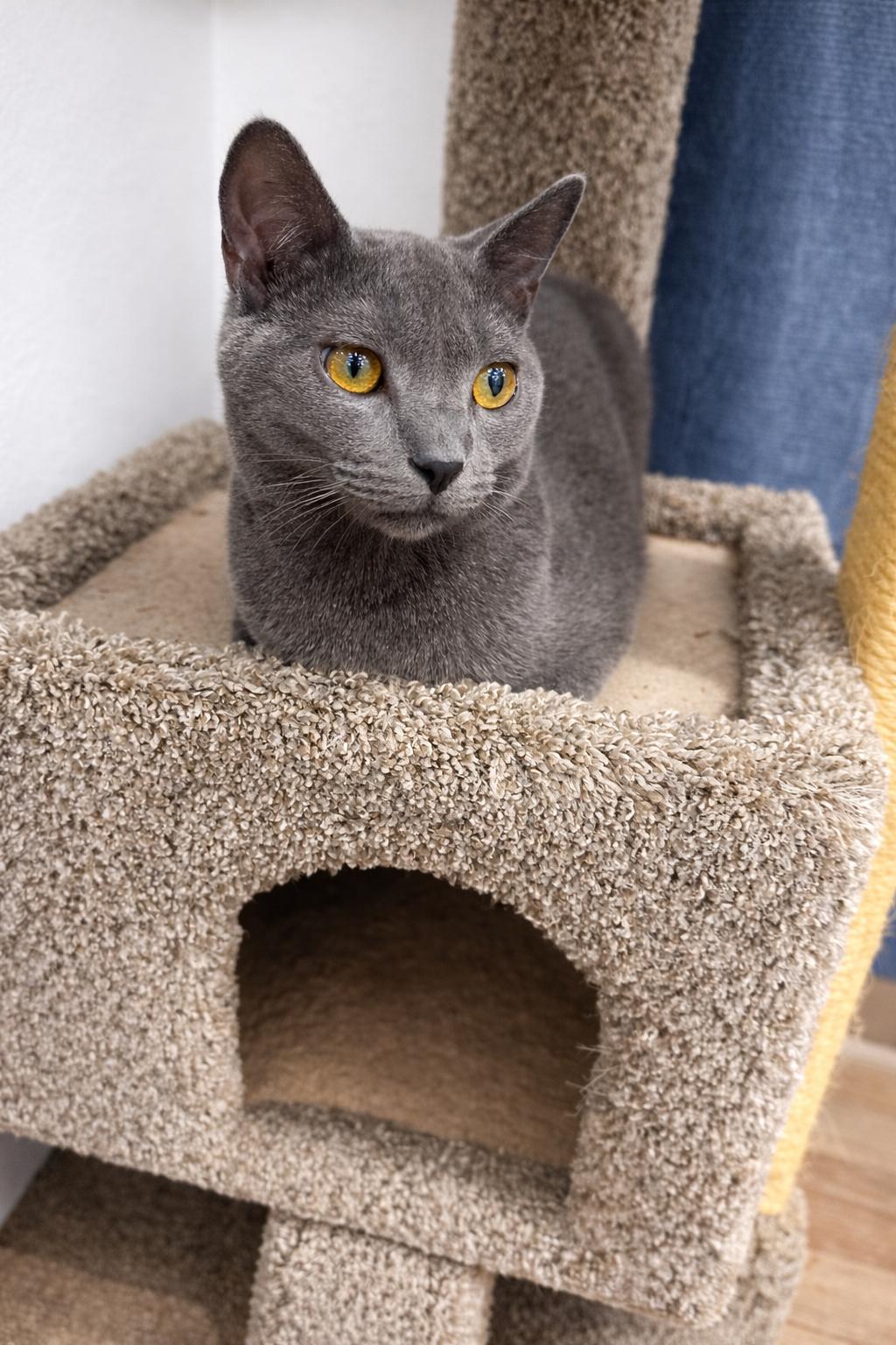 Enlarge Hercules, a Adoptable Domestic Short Hair in Rio Linda, CA image 1/4