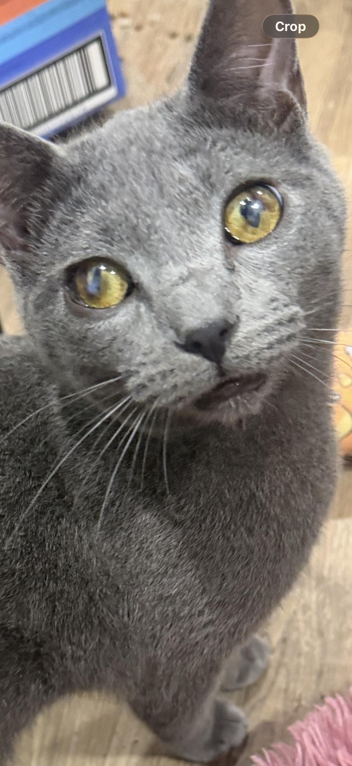 Hercules, Adoptable, Young Male Domestic Short Hair.