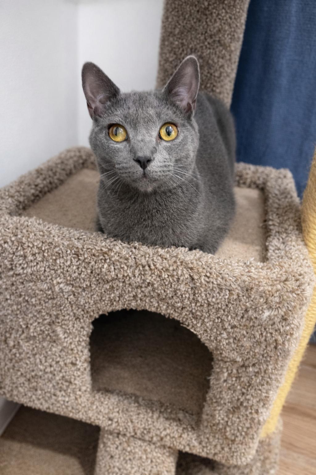 Enlarge Hercules, a Adoptable Domestic Short Hair in Rio Linda, CA image 2/4